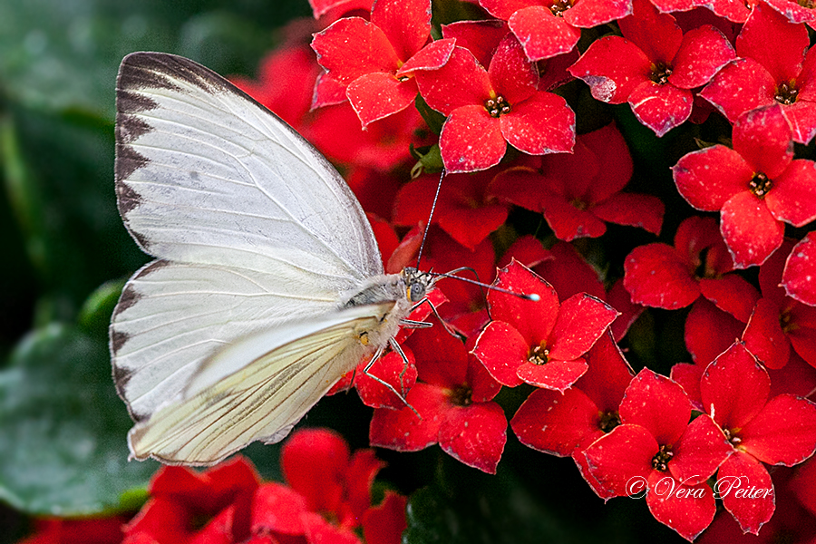 Great Southern White