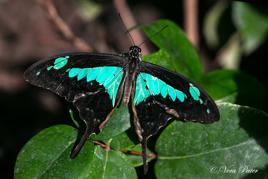 Green-banded Swallowtail