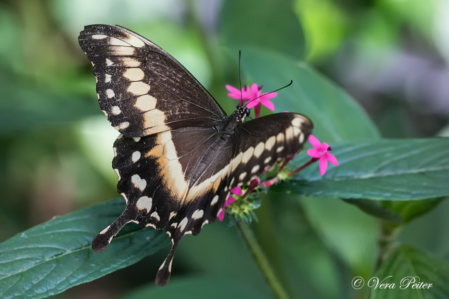 Green-banded Swallowtail