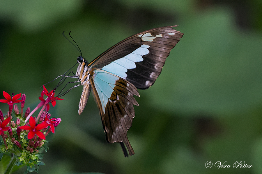 Green-banded Swallowtail