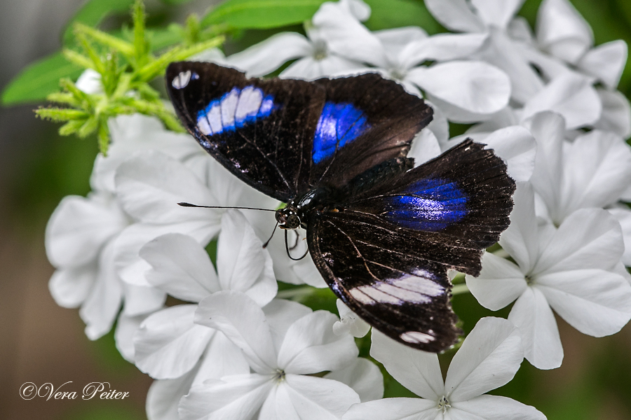 Große Eierfliege