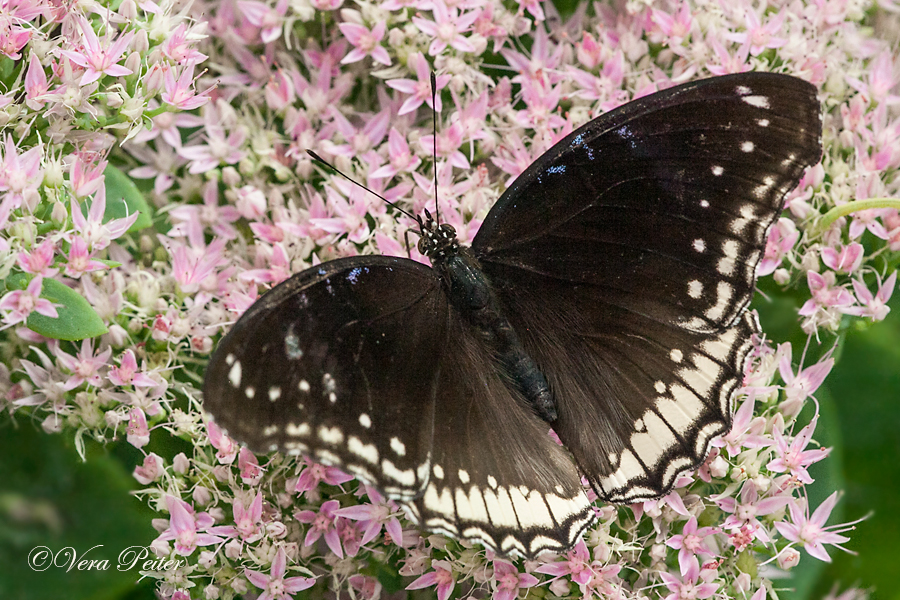 Große Eierfliege