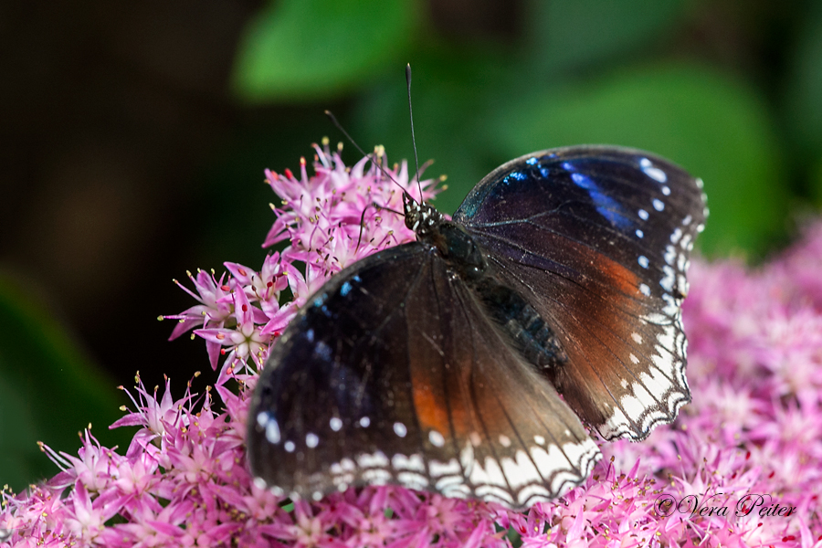 Große Eierfliege