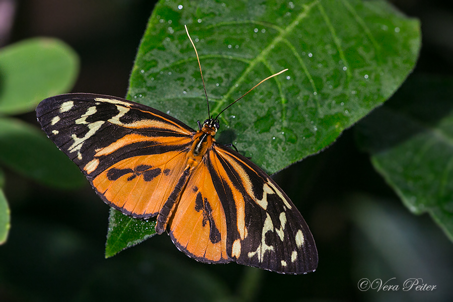 Harmonia Tiger