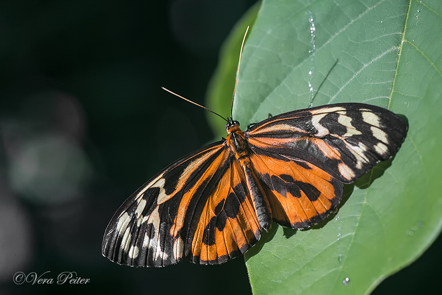 Harmonia Tiger