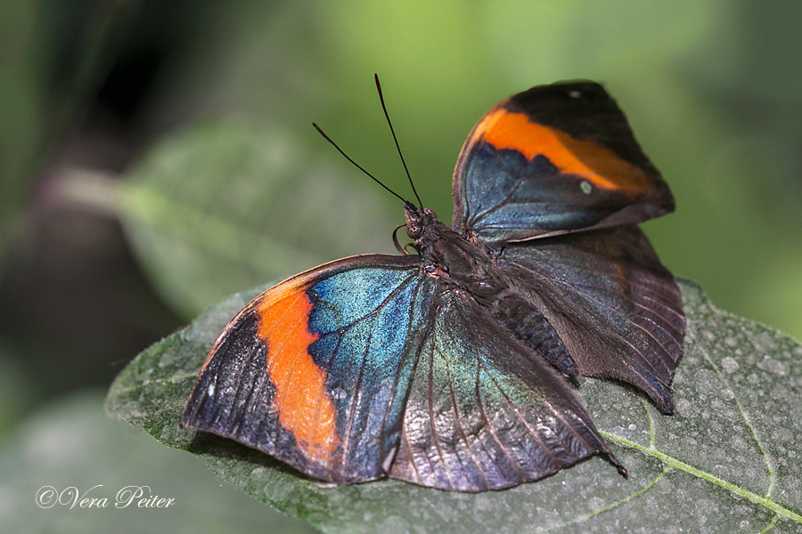 Indischer Blattschmetterling