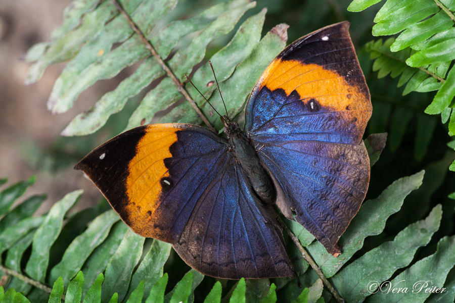 Indischer Blattschmetterling