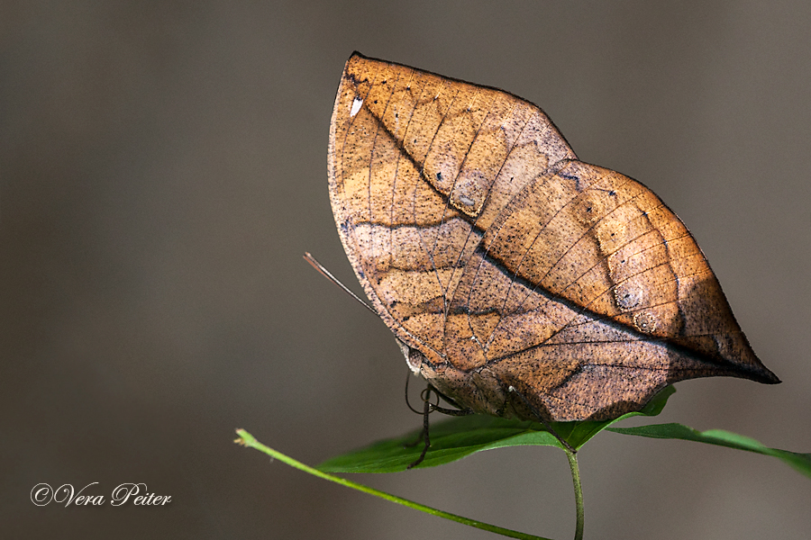 Indischer Blattschmetterling