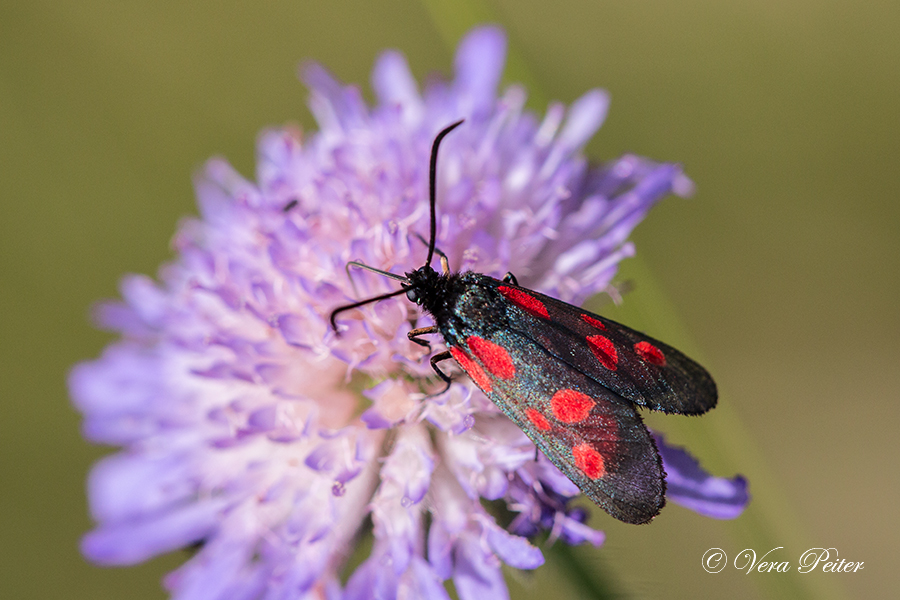 Kleines Fünffleck-Widderchen (Zygaena viciae)