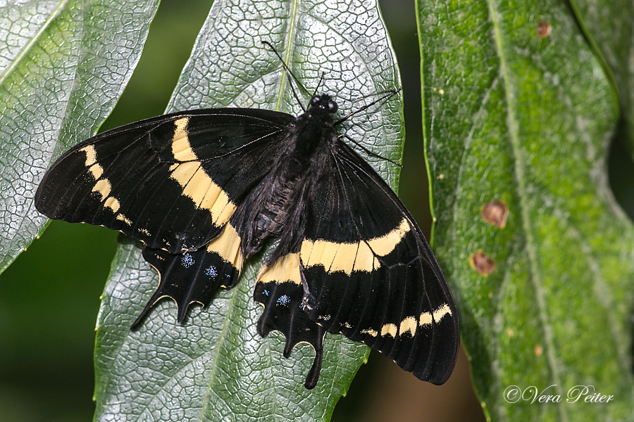 Magnificent Swallowtail