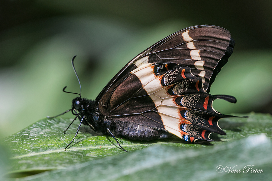 Magnificent Swallowtail