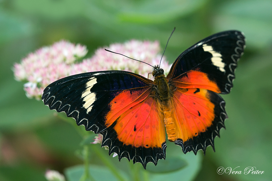 Malay Lacewing