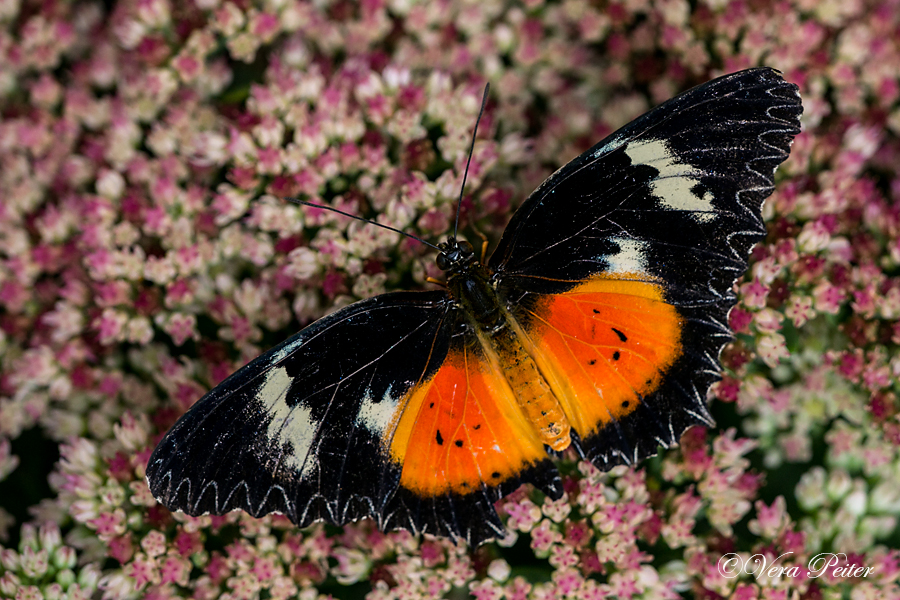 Malay Lacewing