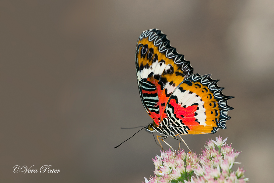 Malay Lacewing