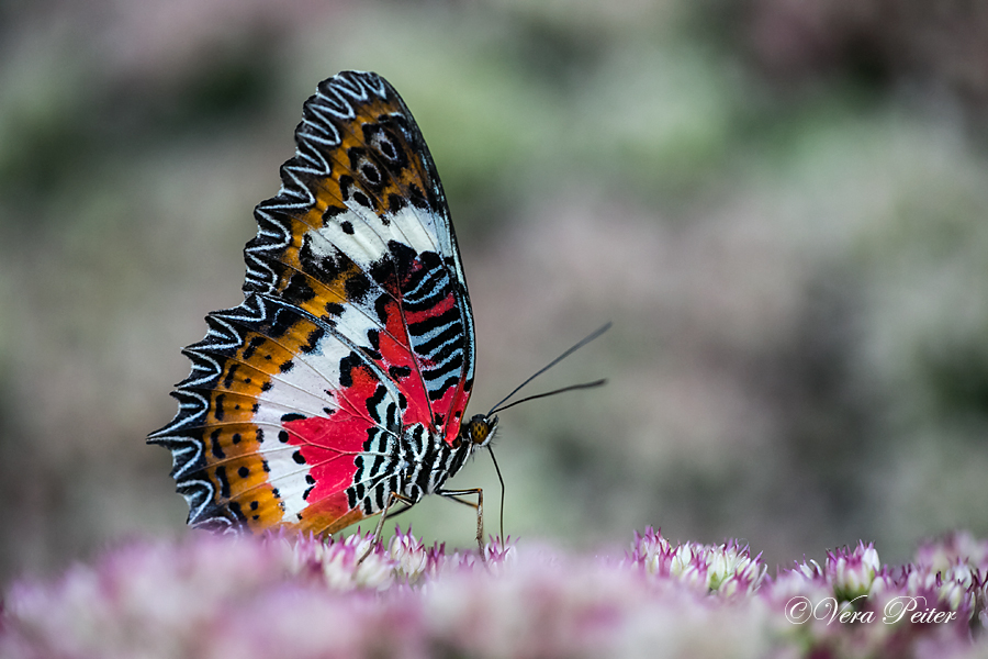 Malay Lacewing