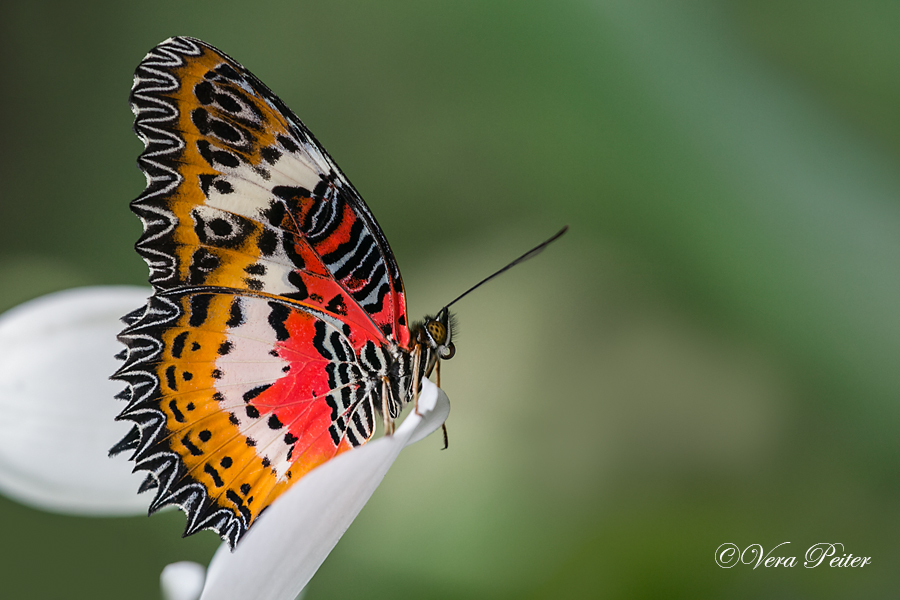 Malay Lacewing