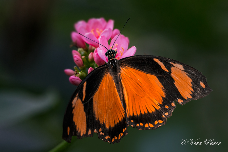 Mocker Swallowtail