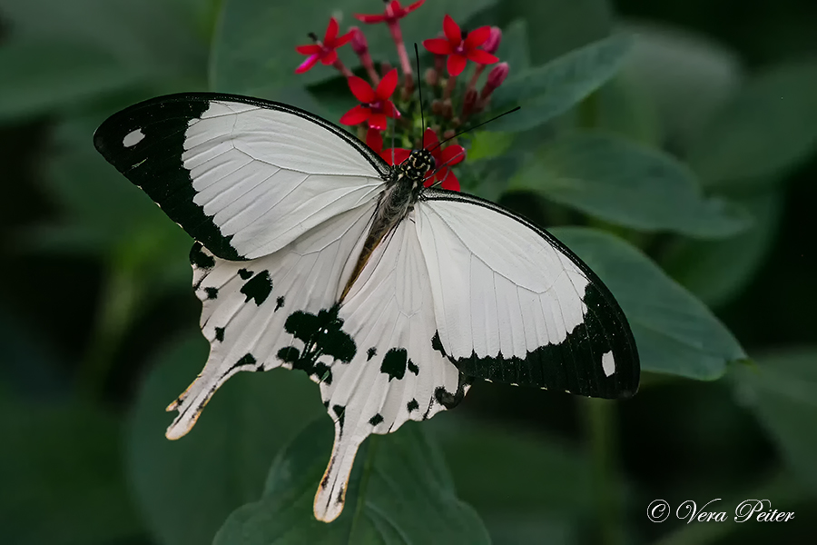 Mocker Swallowtail