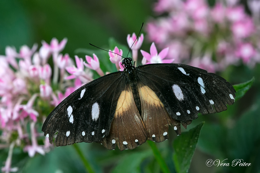 Mocker Swallowtail