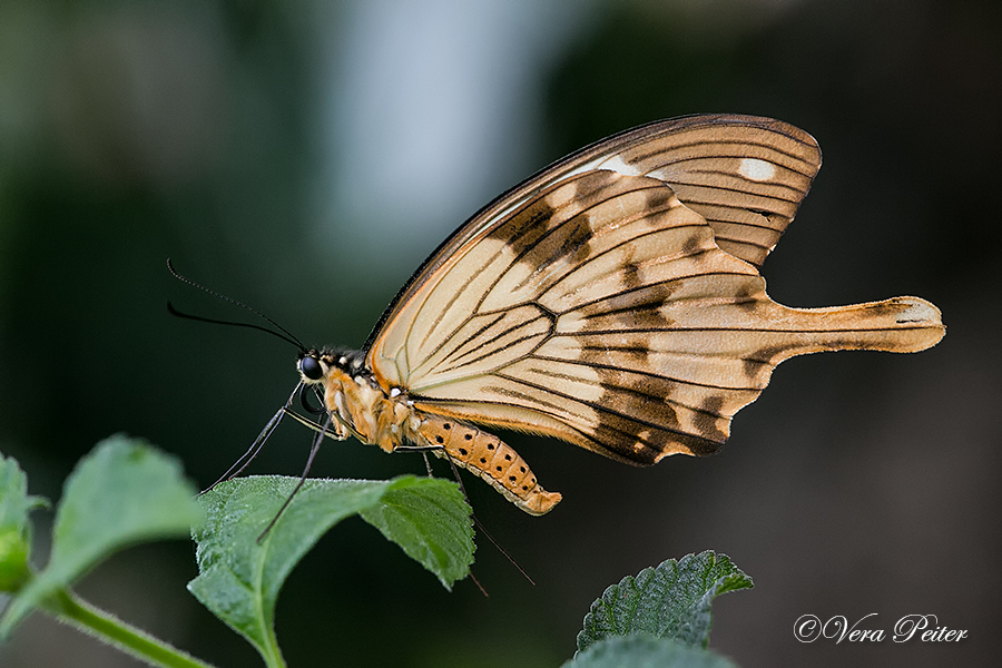 Mocker Swallowtail