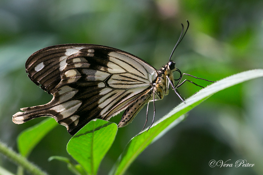 Mocker Swallowtail