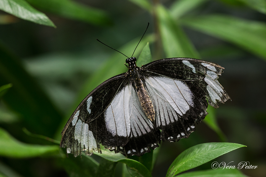 Mocker Swallowtail