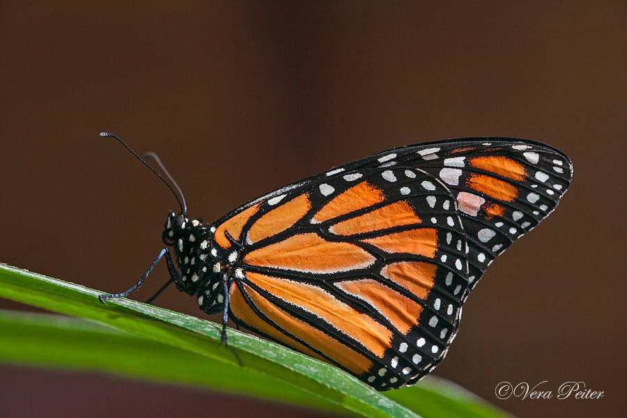 Amerikanischer Monarch