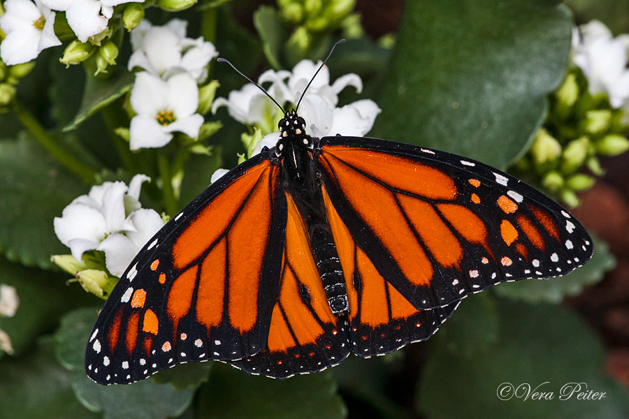 Amerikanischer Monarch