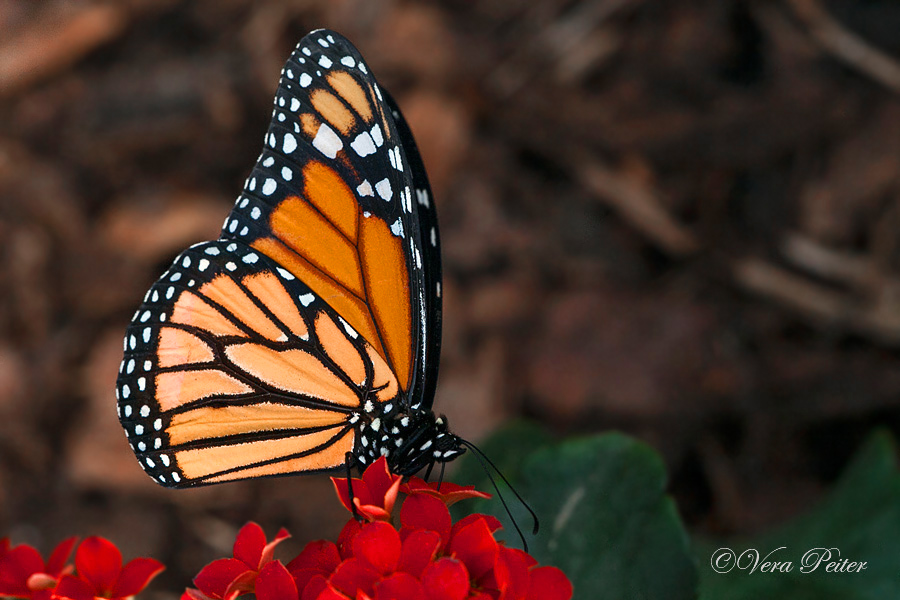 Amerikanischer Monarch