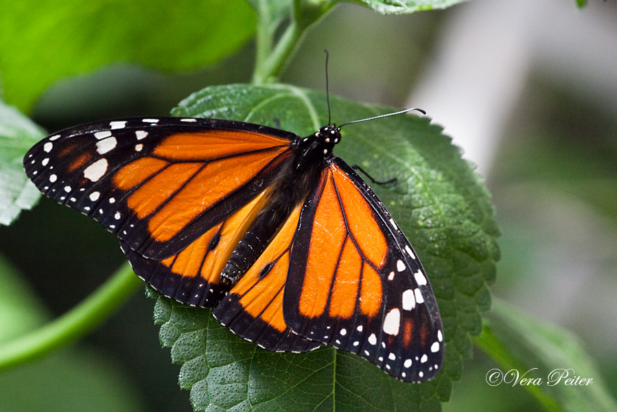 Amerikanischer Monarch