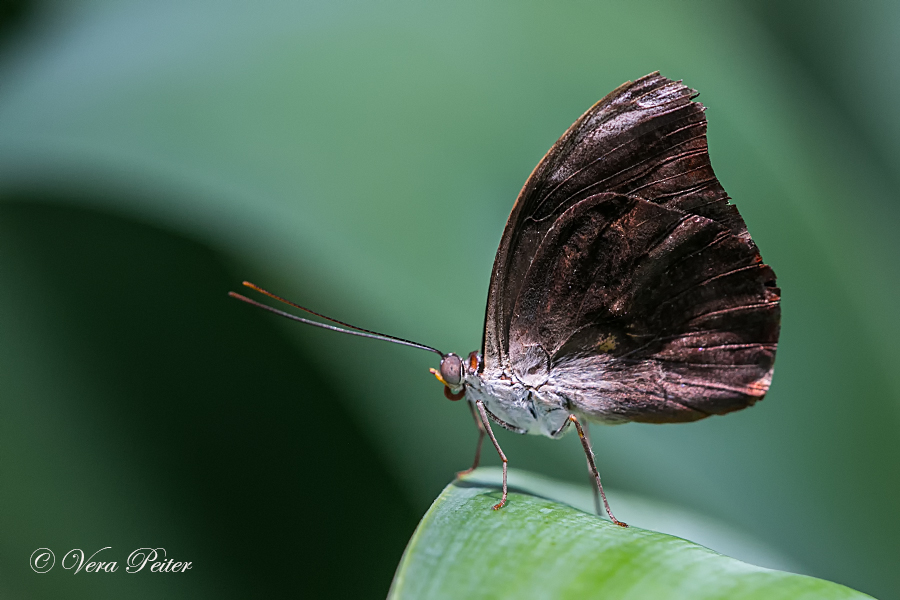 Orange-banded Shoemaker