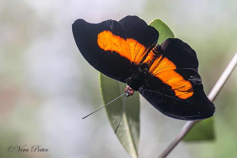 Orange-banded Shoemaker