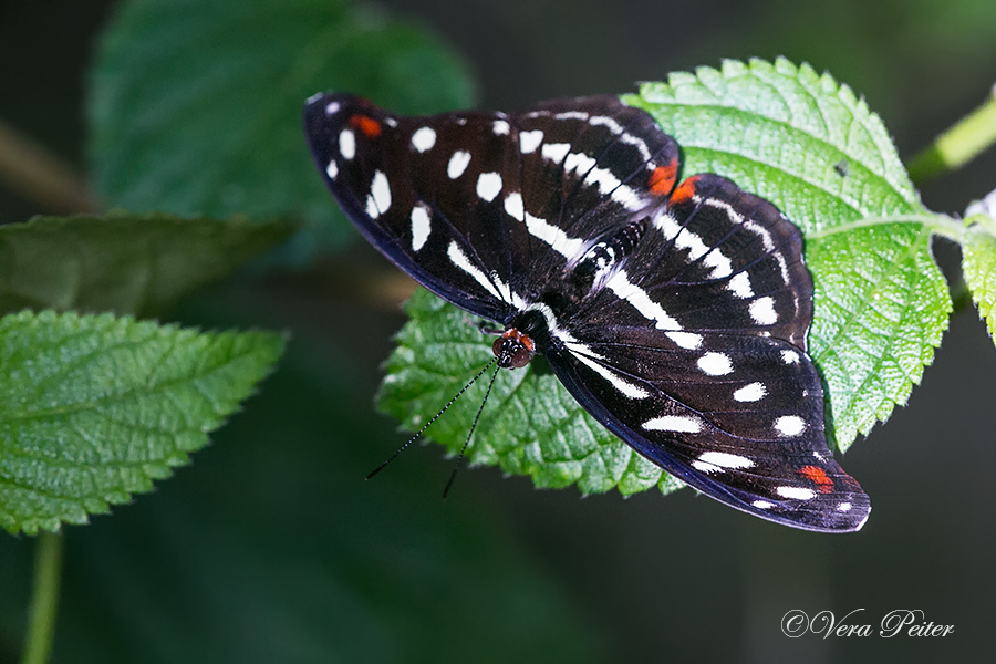 Orange-banded Shoemaker