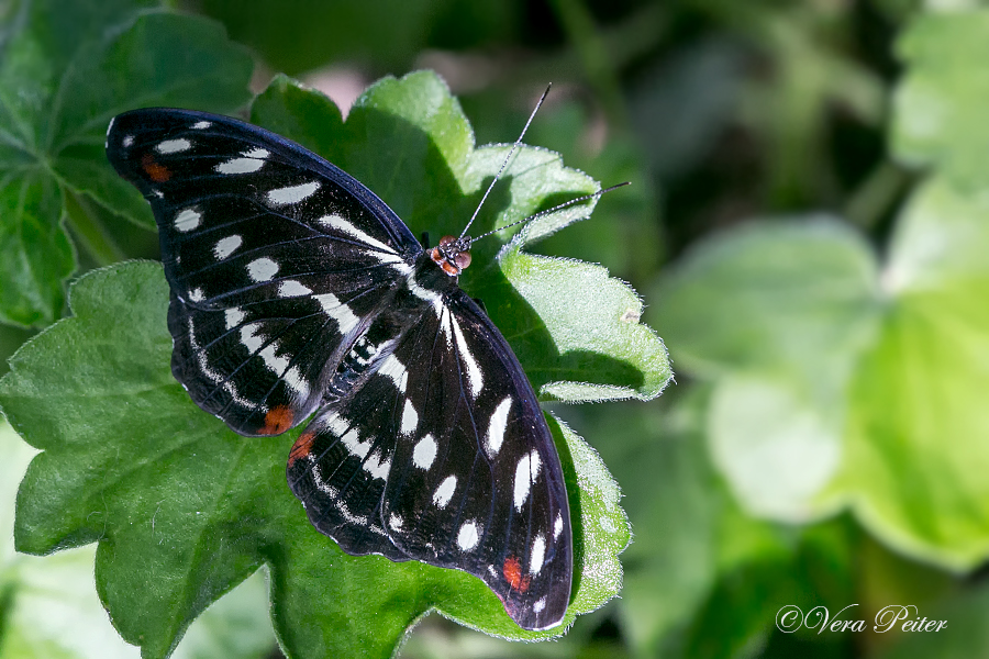 Orange-banded Shoemaker