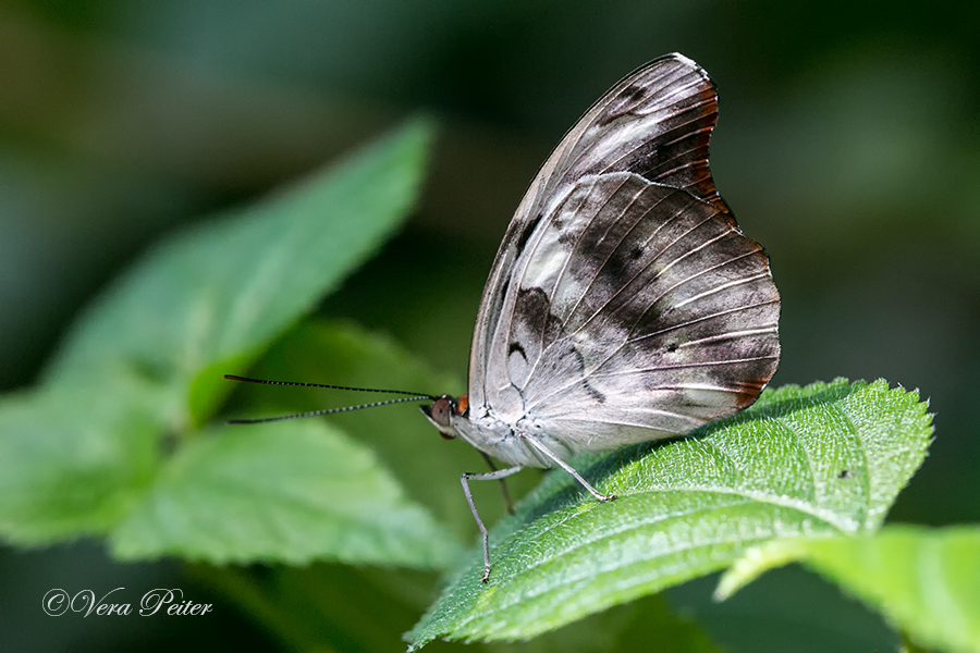 Orange-banded Shoemaker