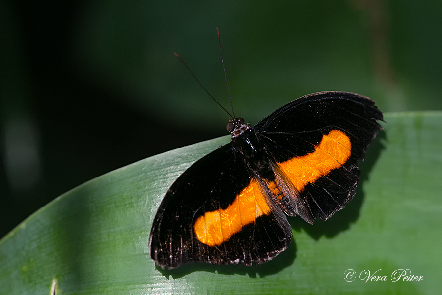 Orange-banded Shoemaker