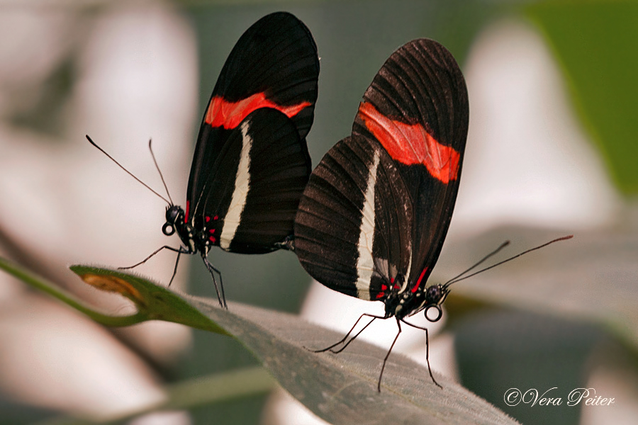 Passionsblumenfalter Heliconius erato