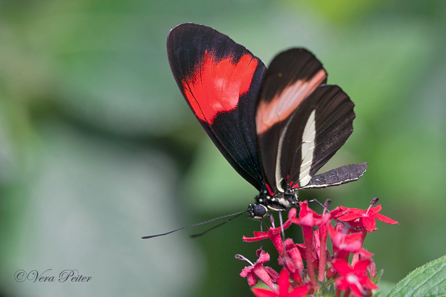 Passionsblumenfalter Heliconius melpomene