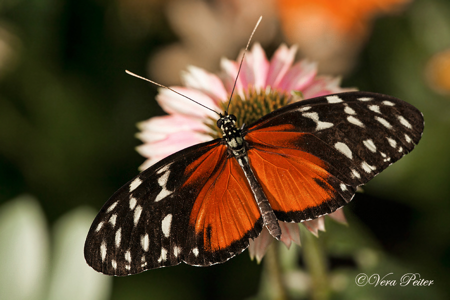 Passionsblumenfalter Heliconius hecale