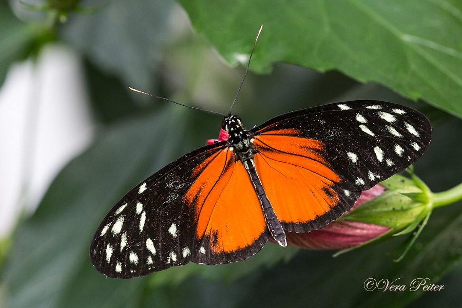 Passionsblumenfalter Heliconius hecale