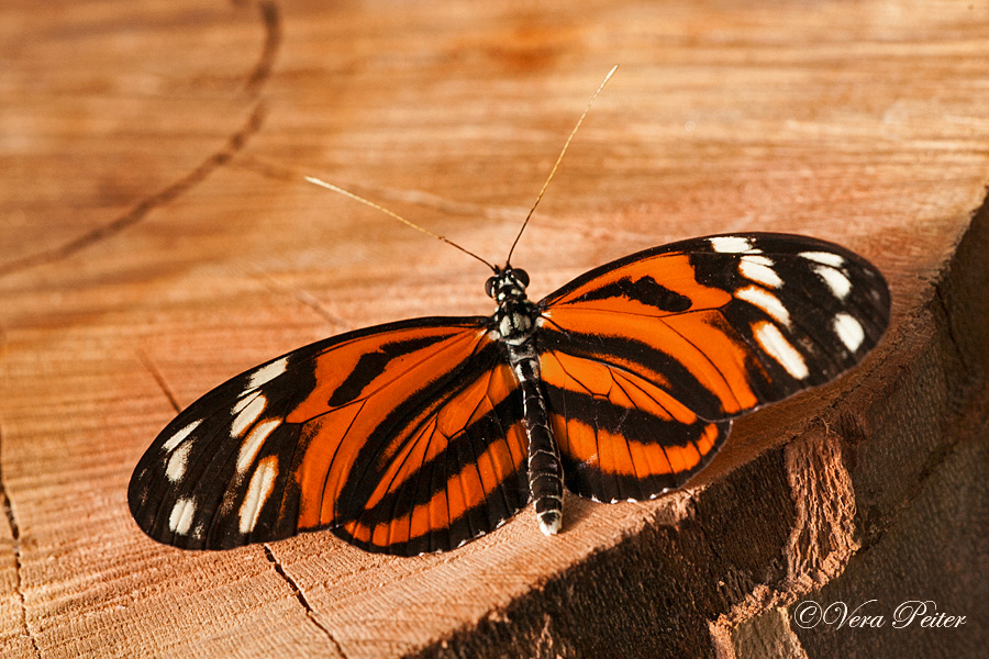 Passionsblumenfalter Heliconius ismenius