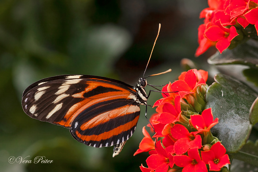 Passionsblumenfalter Heliconius ismenius