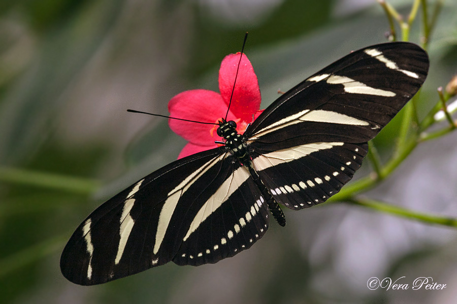 Passionsblumenfalter Heliconius charitonius