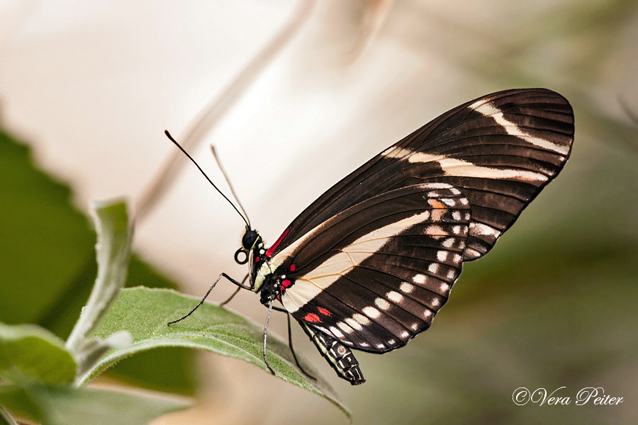 Passionsblumenfalter Heliconius charitonius