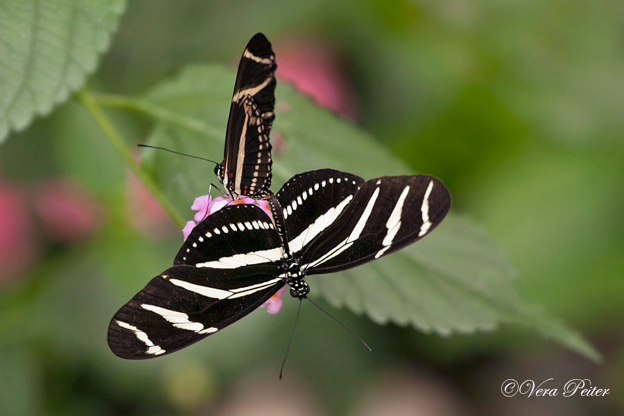 Passionsblumenfalter Heliconius charitonius