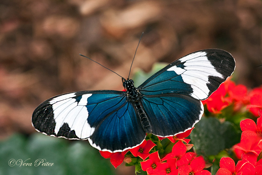 Passionsblumenfalter Heliconius sapho