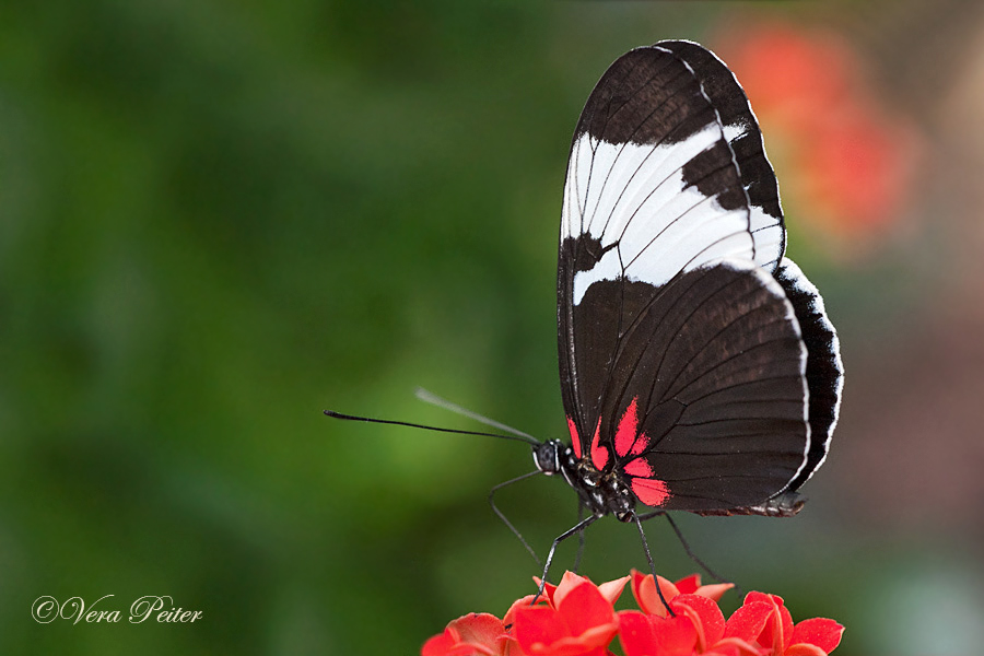 Passionsblumenfalter Heliconius sapho