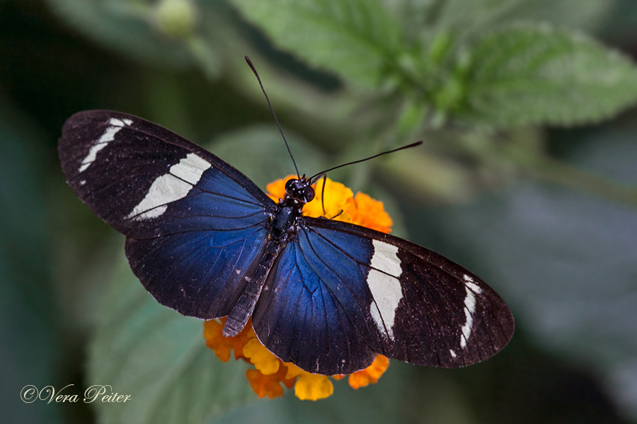 Passionsblumenfalter Heliconius sara