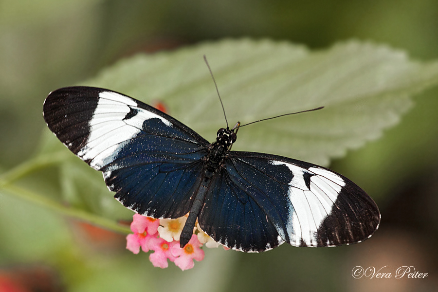 Passionsblumenfalter Heliconius cydno