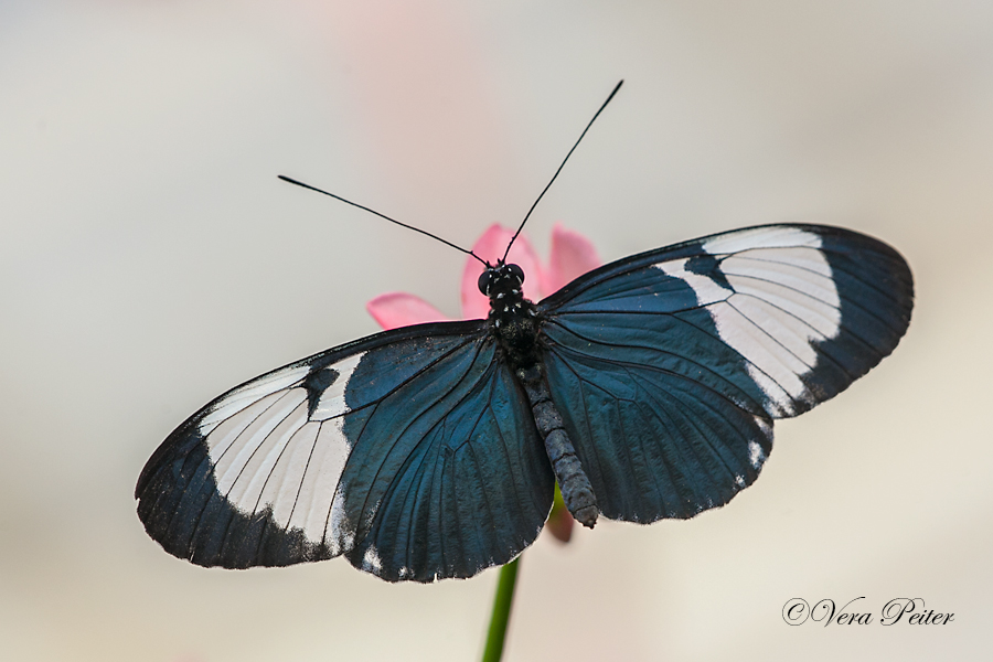 Passionsblumenfalter Heliconius cydno